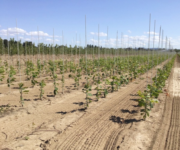 Fresh vegetables growing with fiberglass stakes support