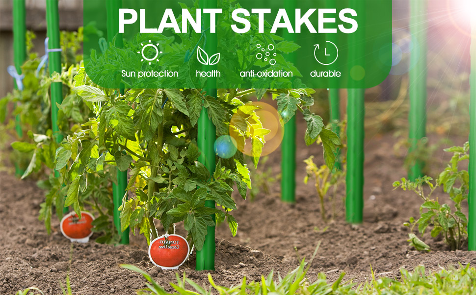 Tomato plants growing in soil with green fiberglass plant stakes supporting them, showing healthy green foliage and red tomatoes